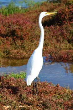 Snowy Egret (Egretta thula) 