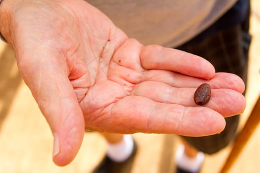 A single cacao nib is being held in hand of an old elderly man as he shows the chocolate in it's raw form.