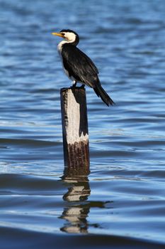 Cormorant in Australia