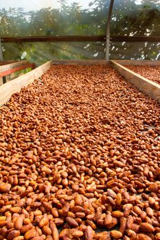 Cacao nibs have been stripped from their pods and husks and are now roasting in the sun on flats in a chocolate factory in Hawaii. This chocolate cacao is organic and all natural.