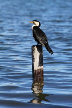 Cormorant in Australia