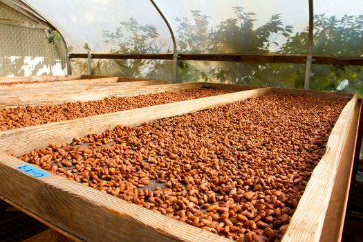Cacao nibs have been stripped from their pods and husks and are now roasting in the sun on flats in a chocolate factory in Hawaii. This chocolate cacao is organic and all natural.