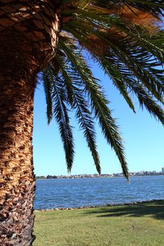 Green Palms in Perth, Australia