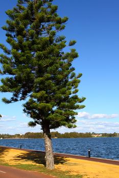 Green Palms in Perth, Australia