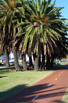 Green Palms in Perth, Australia