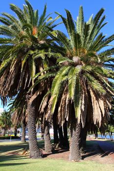 Green Palms in Perth, Australia