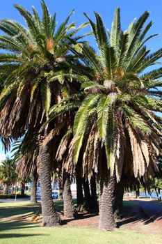 Green Palms in Perth, Australia