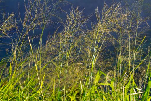 Some tall field grass photographed against a dark stormy sky creates this unique and interesting abstract image.