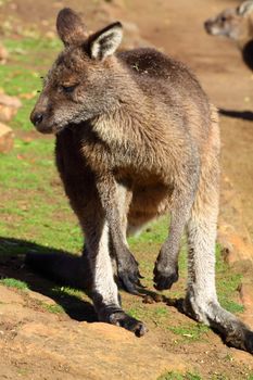 Kangaroo in Australia 