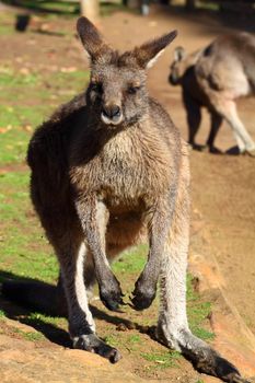 Kangaroo in Australia 