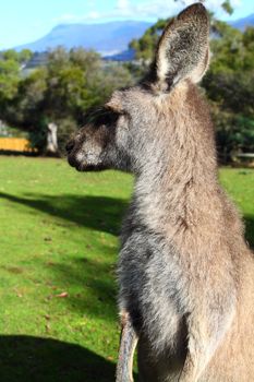 Kangaroo in Australia 