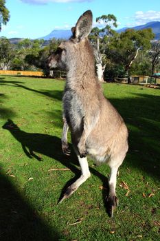 Kangaroo in Australia 