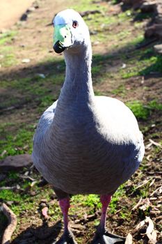 Australian Bird 