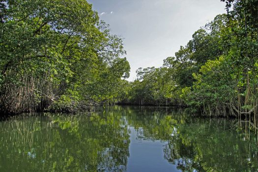 Calm tropical river edges with trees in Jamaica