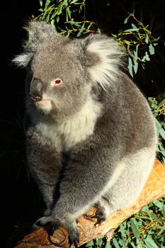 Koala in Australia