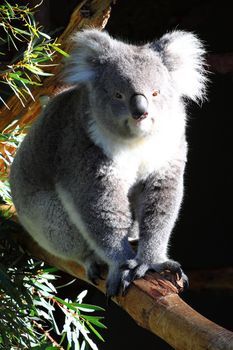 Koala in Australia