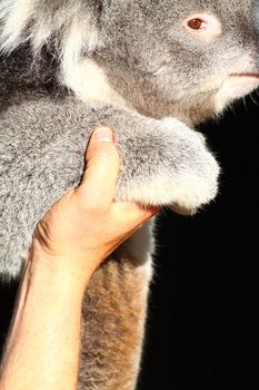 Koala in Australia