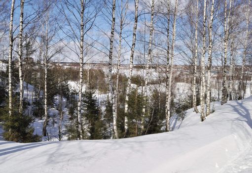 Birch outskirts of the town in winter
