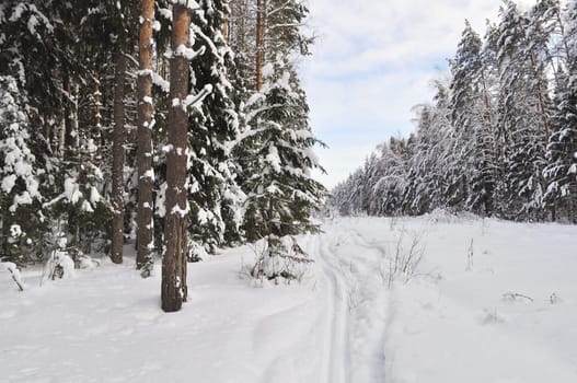 Winter forest with ski track, Russia