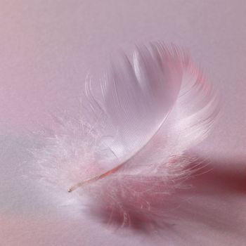 studio photography of a white fluffy down feather in grey back