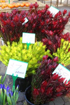 Fresh flowers on Salamanca Market , Tasmania, Australia. 