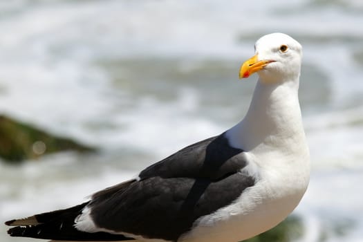Portrait shot of a seagull with water in the background.