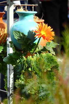 Fresh flowers on Salamanca Market , Tasmania, Australia. 