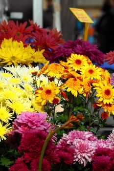 Fresh flowers on Salamanca Market , Tasmania, Australia. 