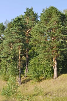 Pine trees on the hill, sunny summer day