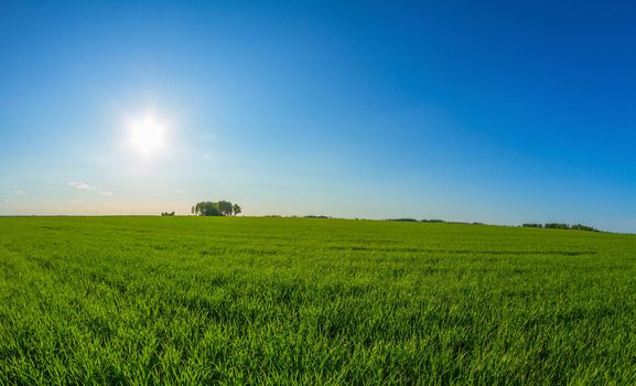 spring landscape and sun