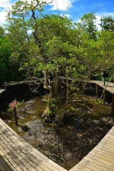 The Mangrove nature education center in Chanthaburi, Thailand.