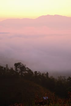 The nature of light and morning mist , north of Thailand.
