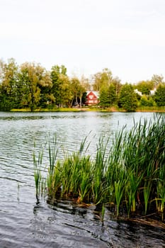 Green water grass in a lake in a summer day
