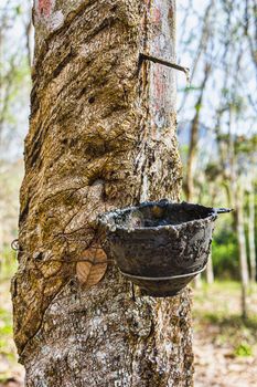 Cup on the trunk of the Brazilian rubber trees for latex production in Thailand