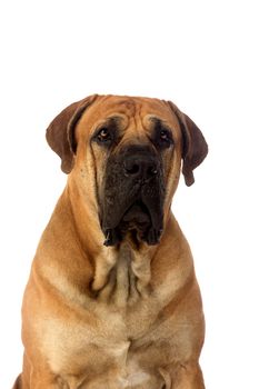 Rare breed South African boerboel posing in studio. Isolated on white