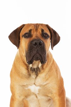 Rare breed South African boerboel posing in studio. Isolated on white