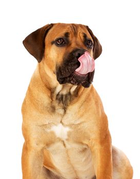 South African boerboel puppy posing in studio.  Isolated on white