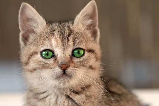 little mixed-breed baby cat with green eyes
