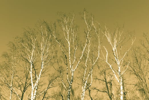 Winter tree background, dry trees with no leafs
