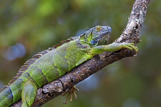 A green Iguana resting on a branch in Costa Rica