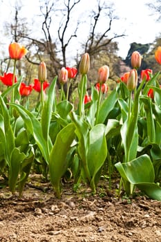 Selection of tulips filled by the sun. All flowers have turned heads to light