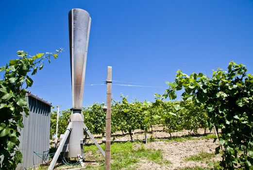 Hail cannon in Italian vineyard, Monferrato and Langhe area, Piemonte region.