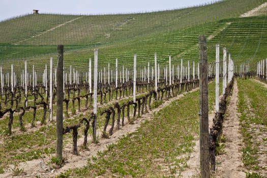 Barbera vineyard during spring season, Monferrato area, Piedmont region, Italy
