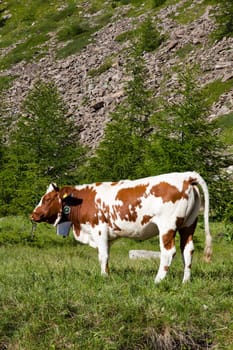 Italian cows during a sunny day close to Susa, Piedmont, Italian Alps