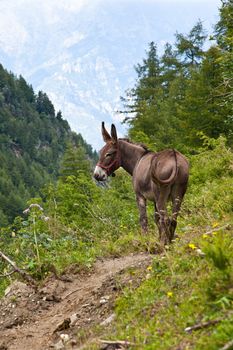 Orsiera Park, Piedmont Region, Italy: a donkey free in the park