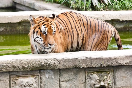A hungry tiger looking for food in a private zoo, Italy