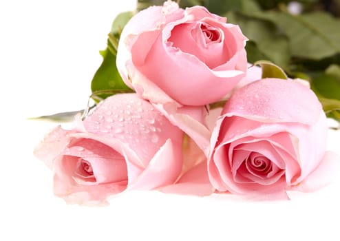 Three pink roses with water drops and green leaves on white background.