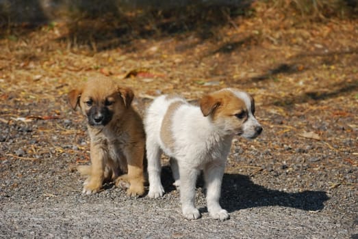 Two cute crossbreed dog puppies