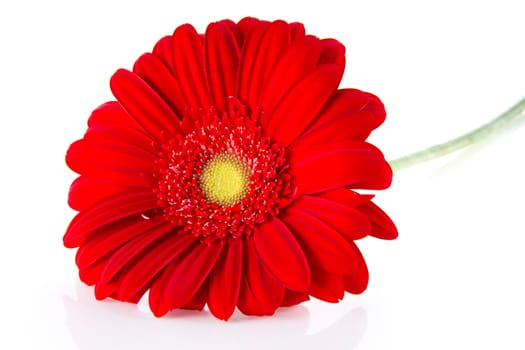 One red gerbera with reflection on light background