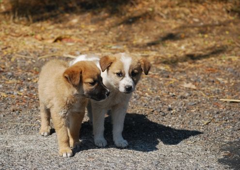 Two beautiful dog puppies close together on sunny day